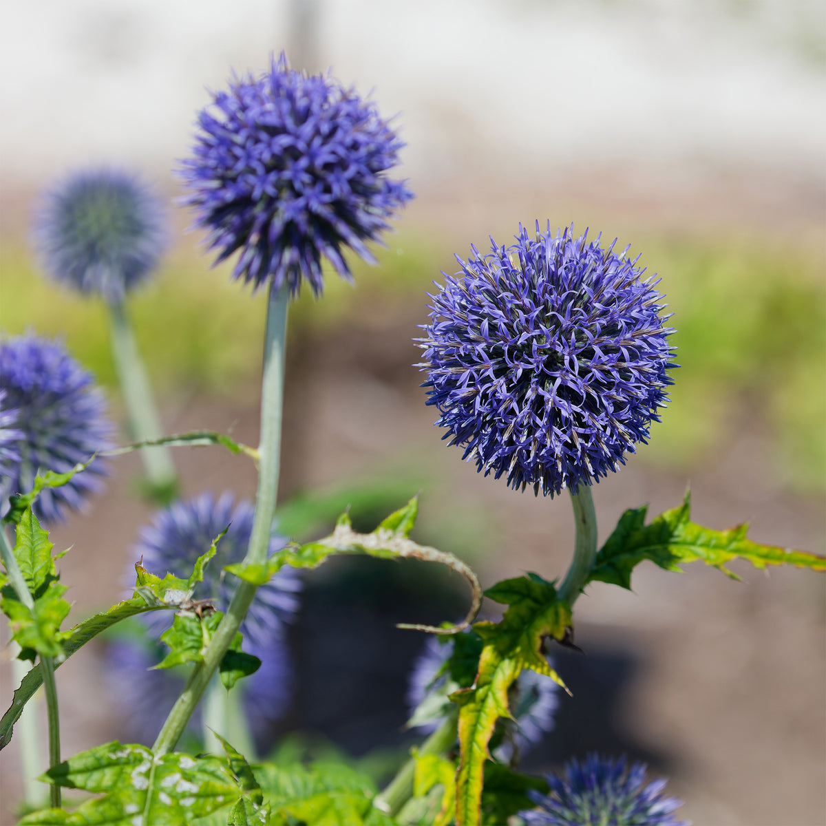 Kugeldistel Blue Globe - Willemse