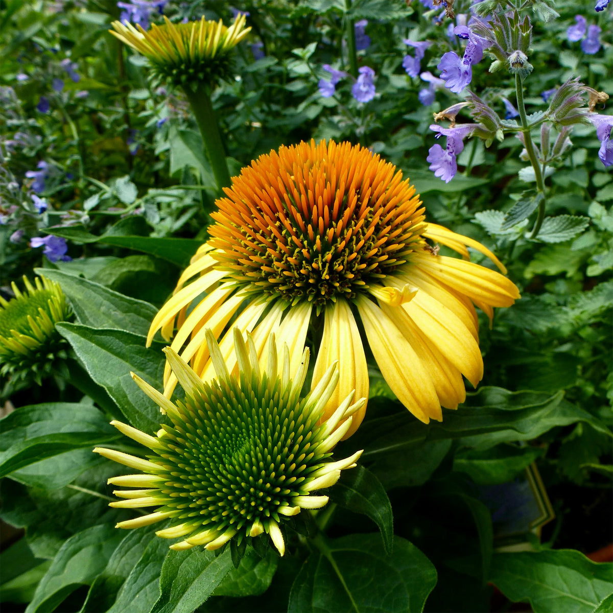 Sonnenhut 'Harvest Moon' - Echinacea purpurea Harvest Moon - Willemse