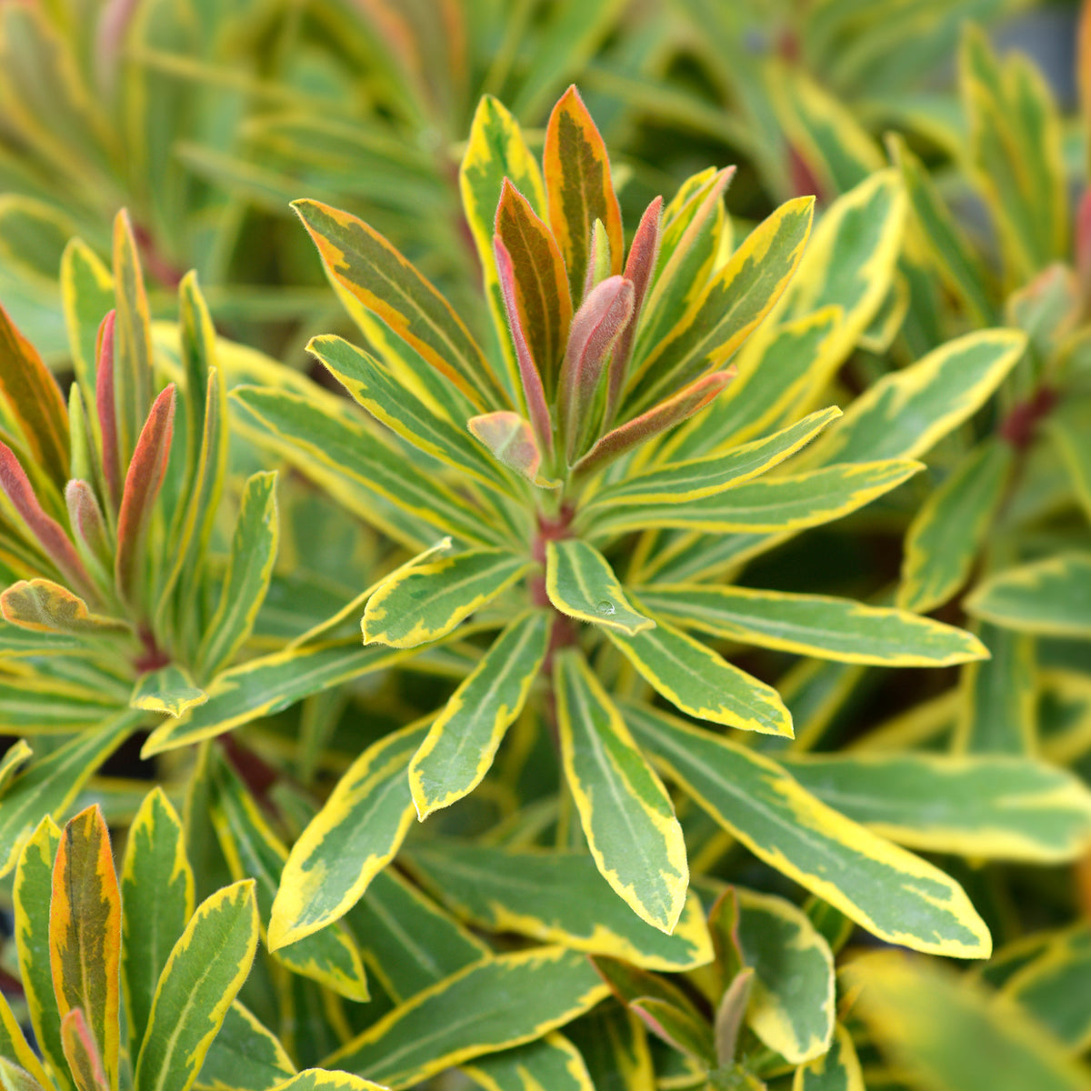 Garten-Wolfsmilch 'Ascot Rainbow' - Willemse