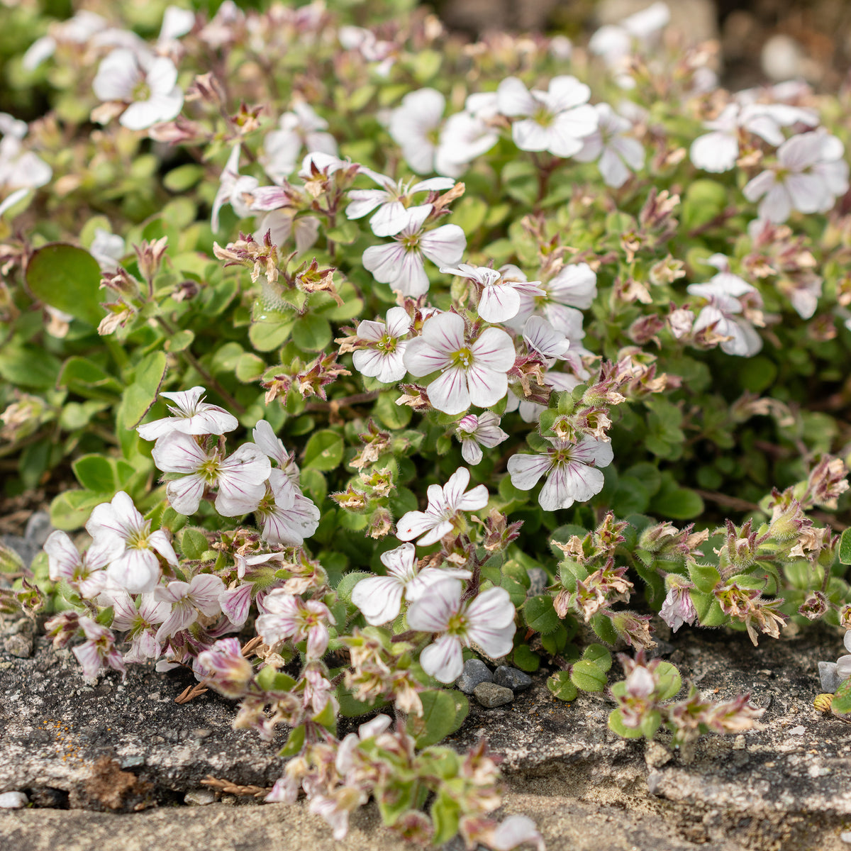 Himalaya-Schleierkraut - Gypsophila - Willemse