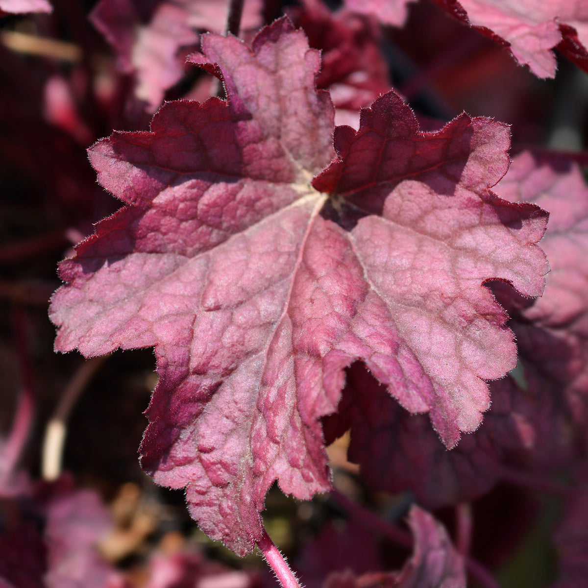 Silberglöckchen 'Berry Smoothie' - Heuchera berry smoothie - Willemse