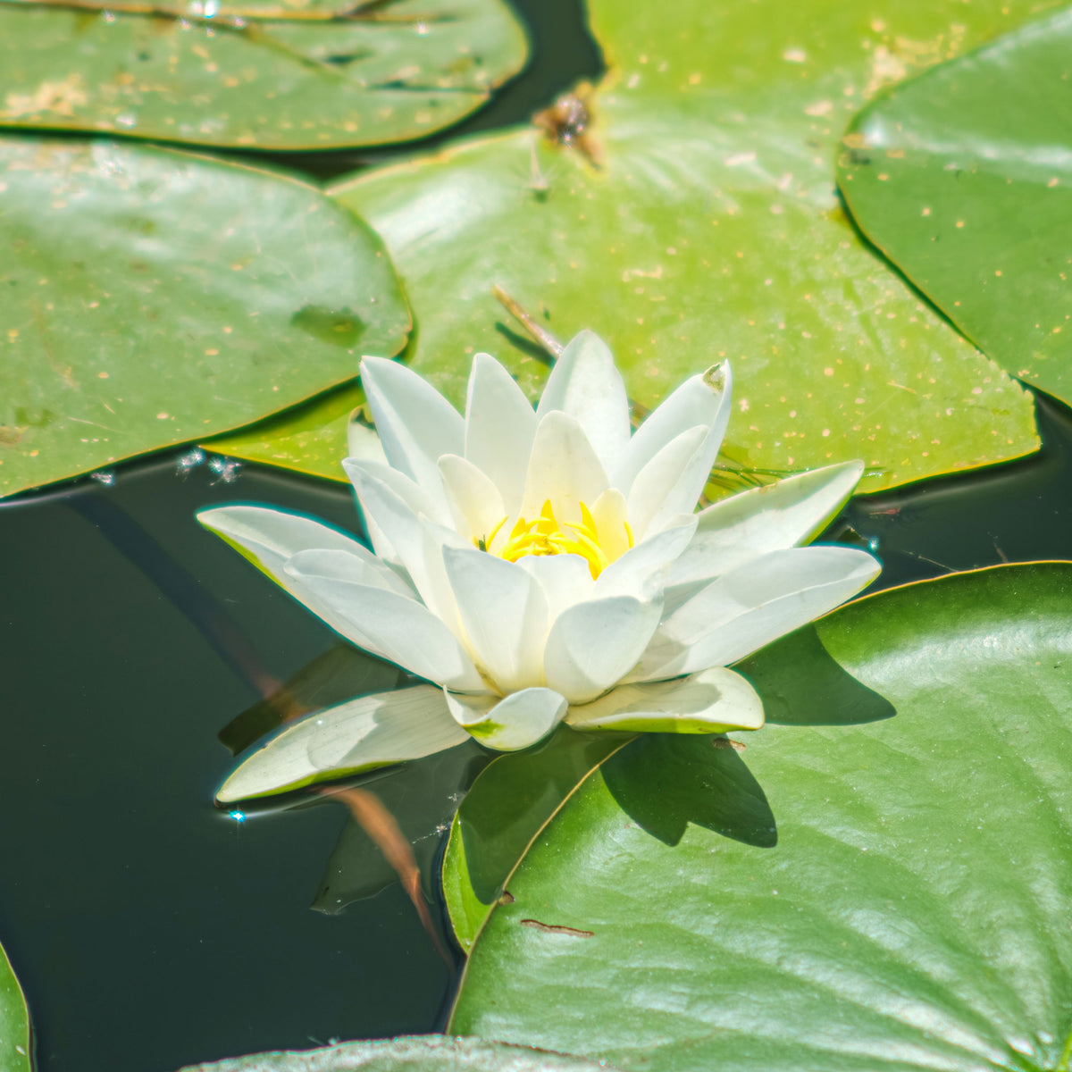 Seerose Gladstoniana - Nymphaea gladstoniana - Willemse