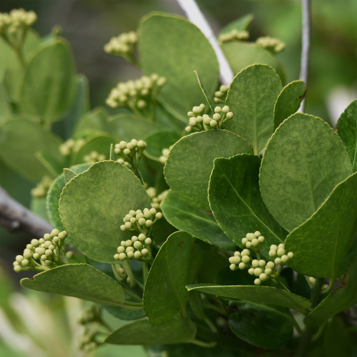 Immergrüne Kriechspindel - Willemse