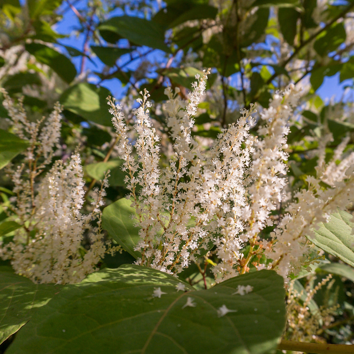 Amerikanische Rosmarinweide - Itea virginica Henry's Garnet - Willemse