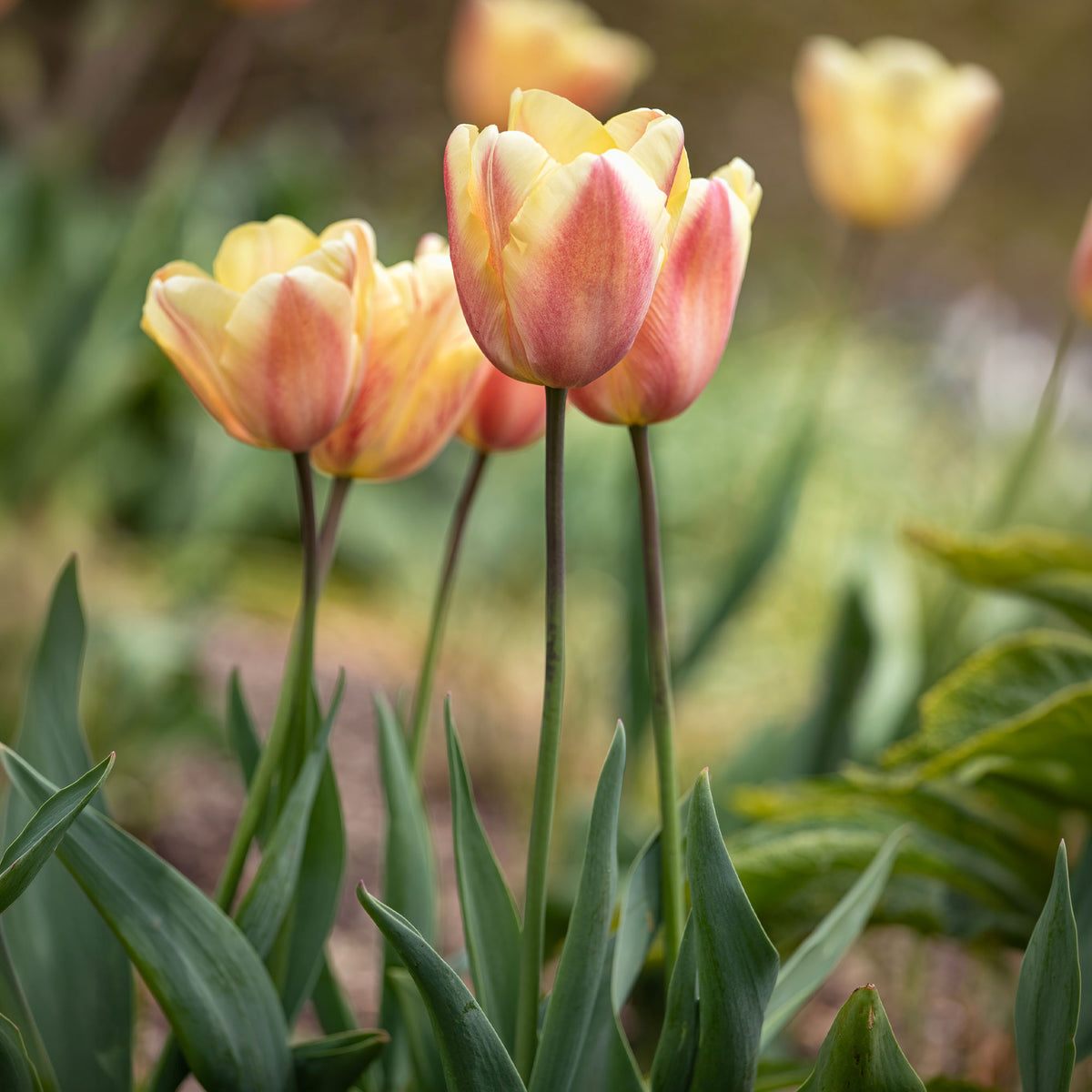 Triumph-Tulpen Apricot Foxx - Tulipa 'apricot foxx' - Willemse