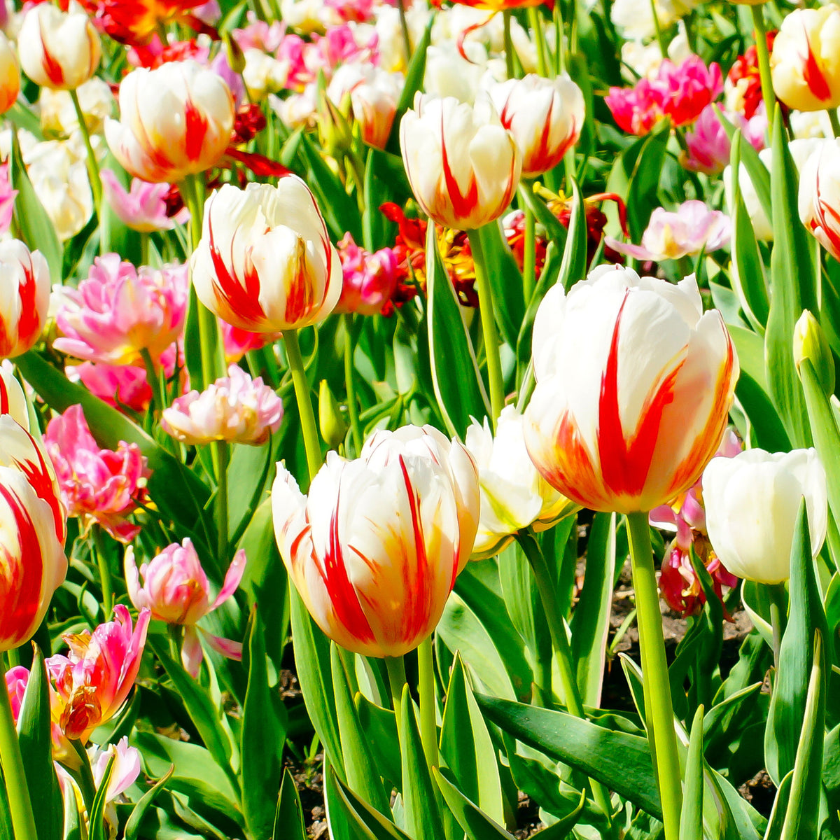 Triumph-Tulpen ‘Carnaval de Rio’ (x10) - Tulipa 'carnaval de rio' - Willemse