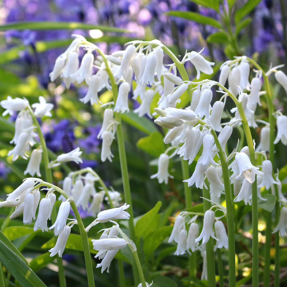 Hyacinthoides 'hispanica white' - Spanisches Hasenglöckchen weiß (x10) - Hyazinthen-Zwiebeln