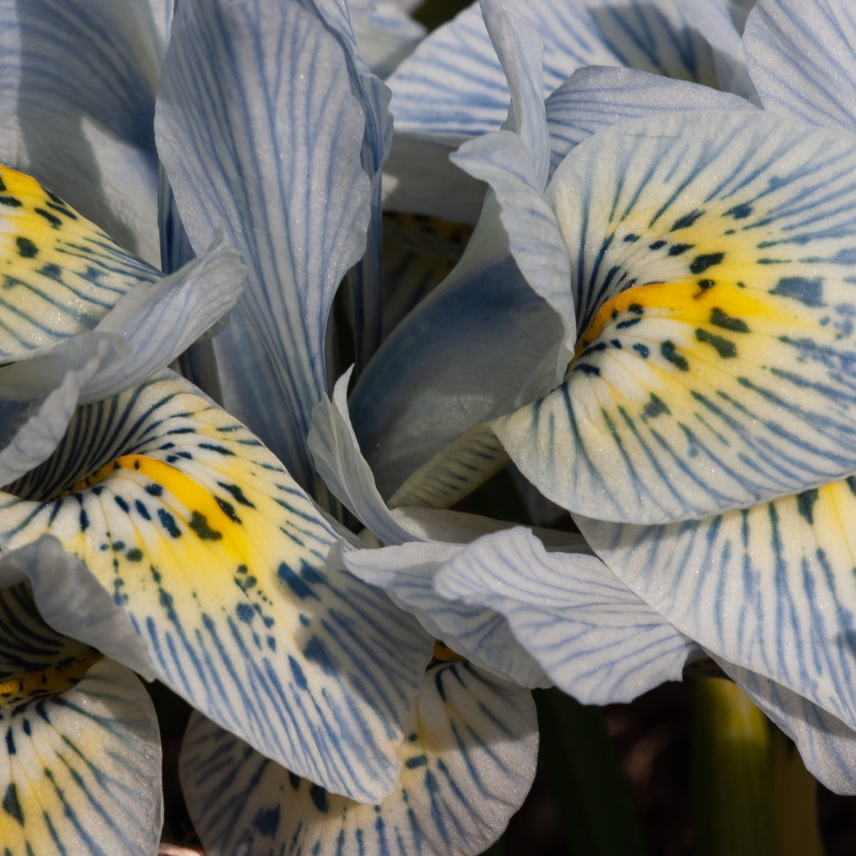 Netziris 'Katherine Hodgkin' (x10) - Iris reticulata katharina hodgkin - Willemse
