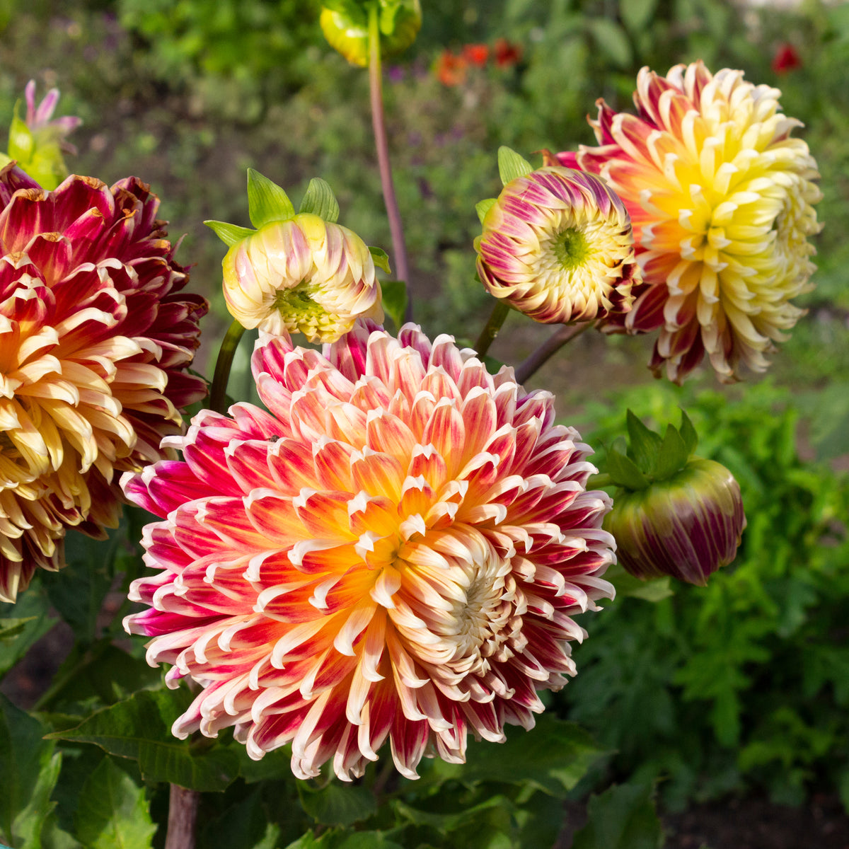 Dahlia 'Akita' - Dahlia akita - Willemse