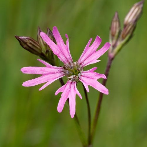 Kuckucksnelke - Lychnis flos-cuculi