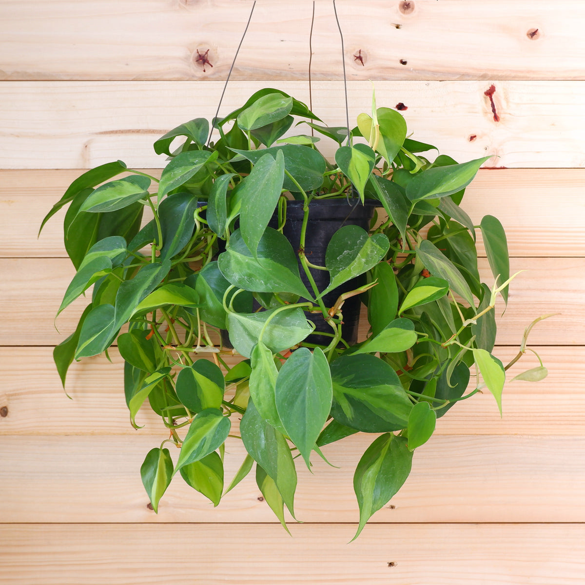 Philodendron Monstera scandens - Willemse