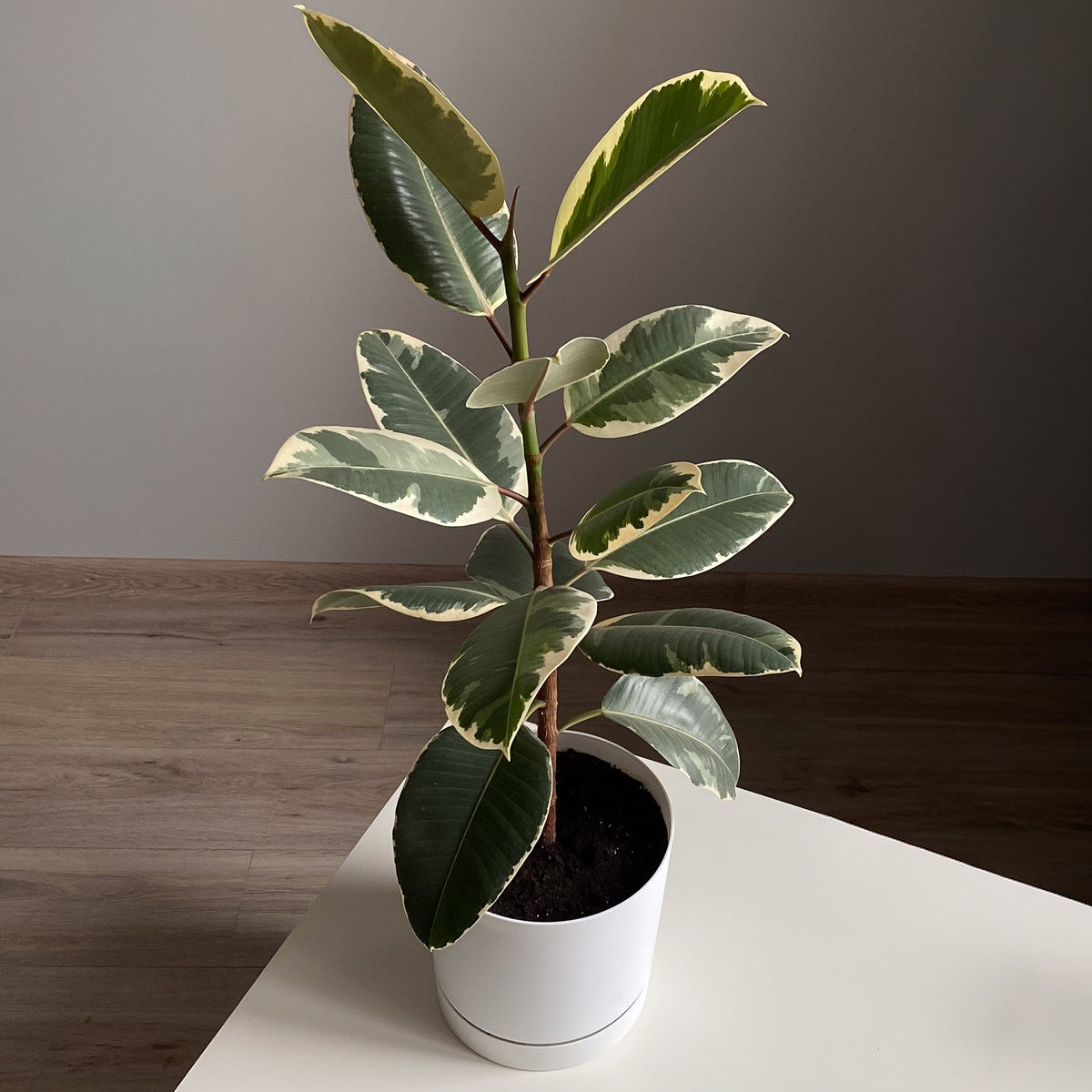 Tineke-Gummibaum - Ficus elastica Tineke - Willemse