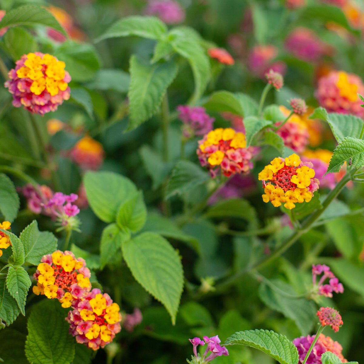 Blumen für Terrasse und Balkon - 3 Lantana Passionsfrucht - Lantana Passionfruit