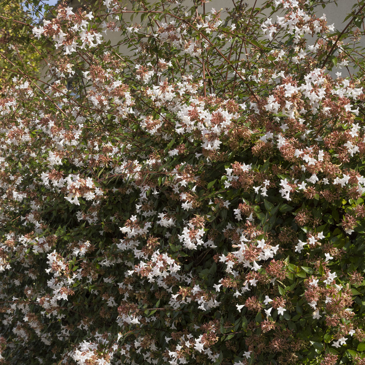 Großblütige Abelie Pisto - Abelia grandiflora Pisto - Willemse