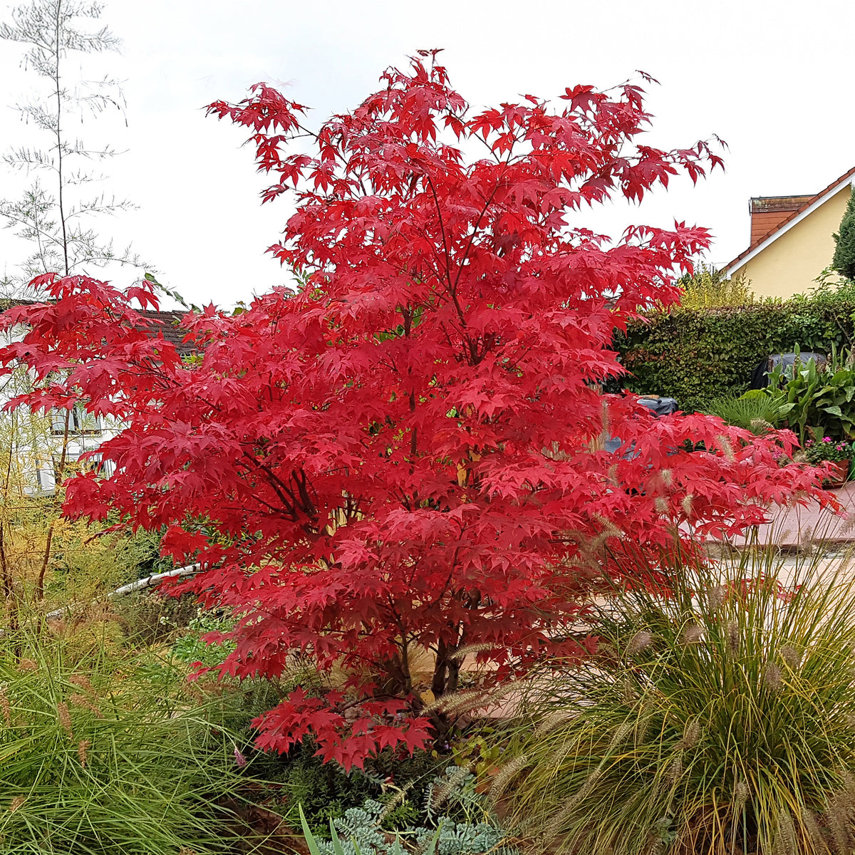 Japanischer Ahorn Osakazuki - Acer palmatum Osakazuki - Willemse