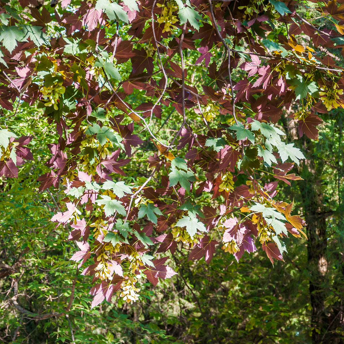 Bergahorn 'Atropurpureum' - Willemse