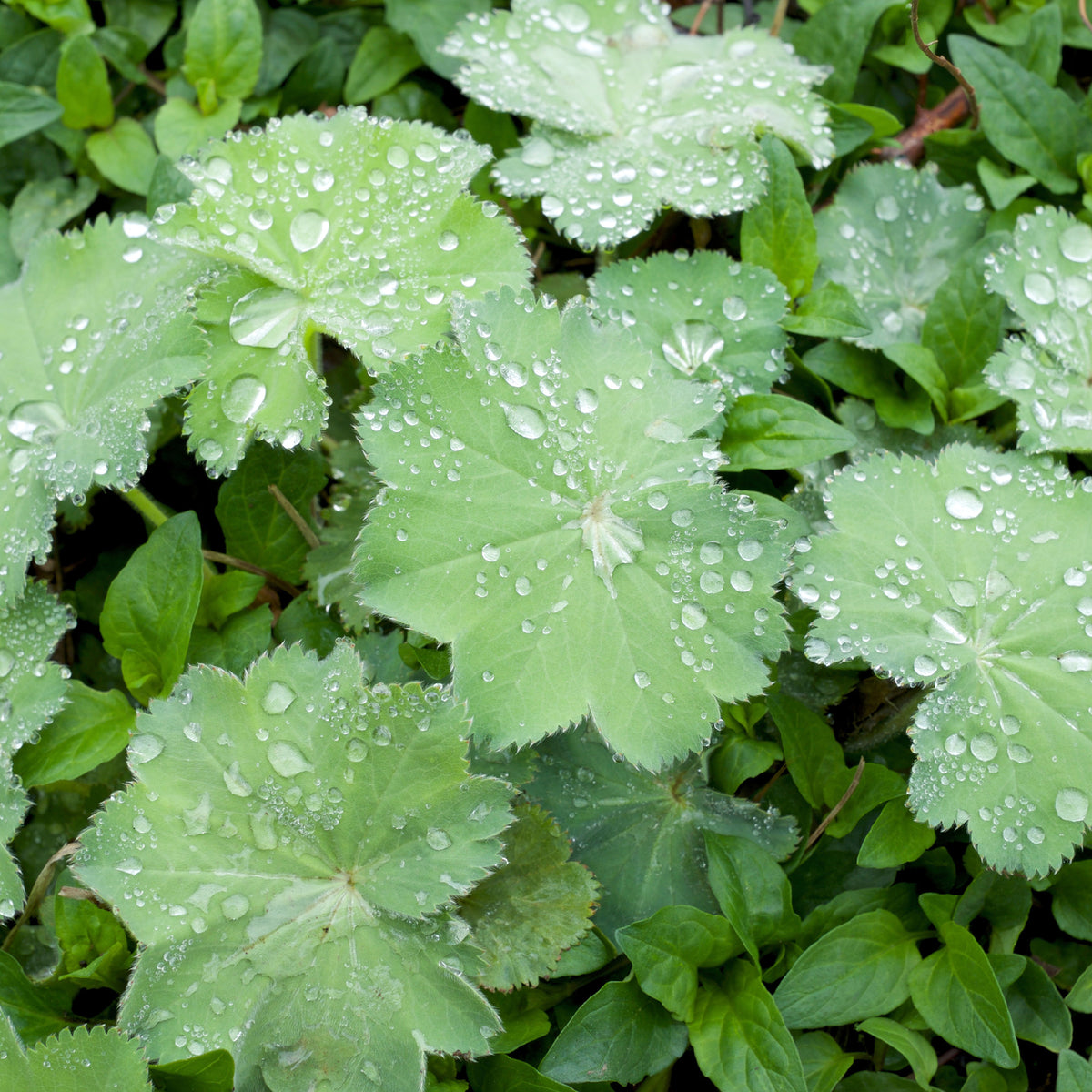 Weicher Frauenmantel Thriller - Willemse