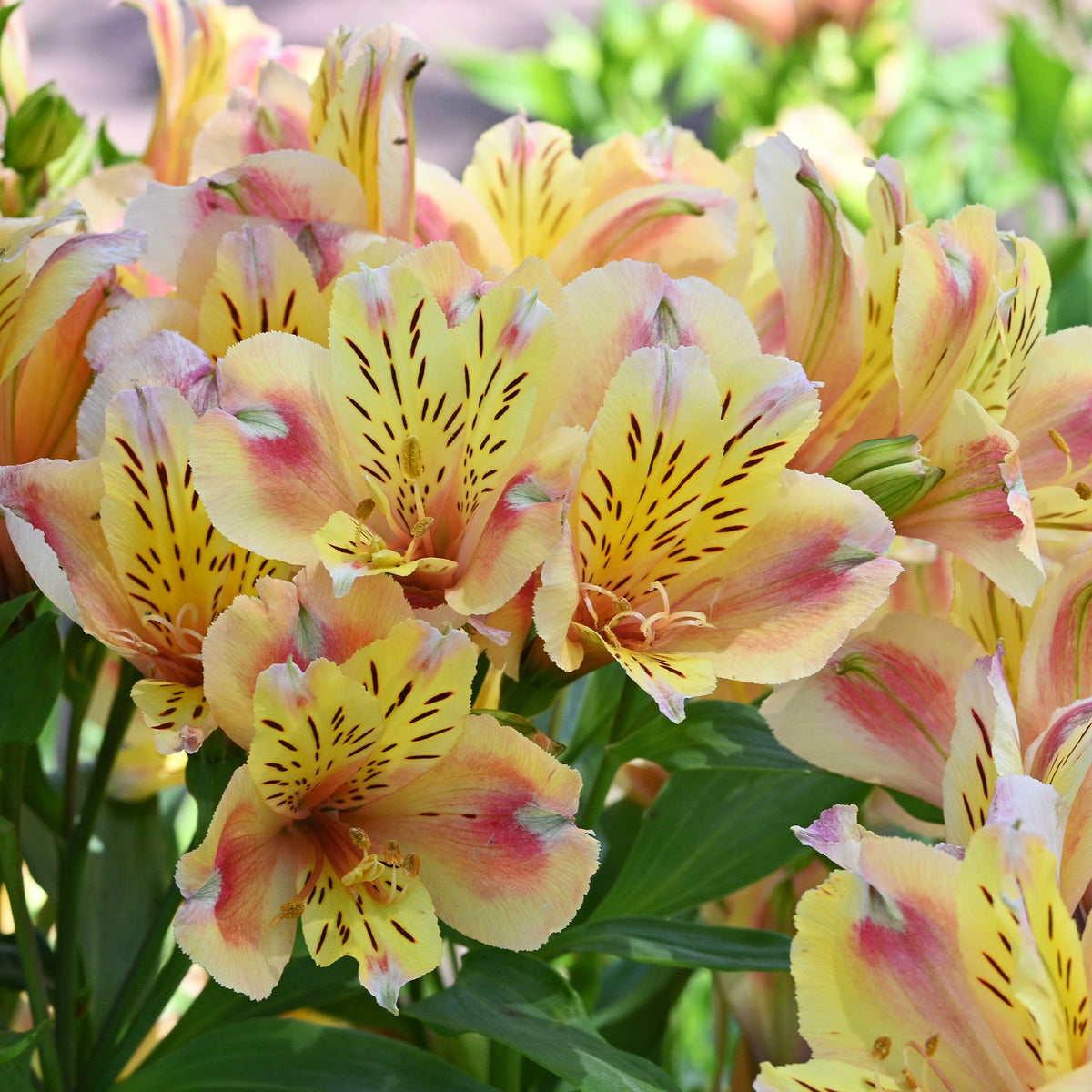 Inkalilie - Alstroemeria Herzog von Anjou Jean - Willemse