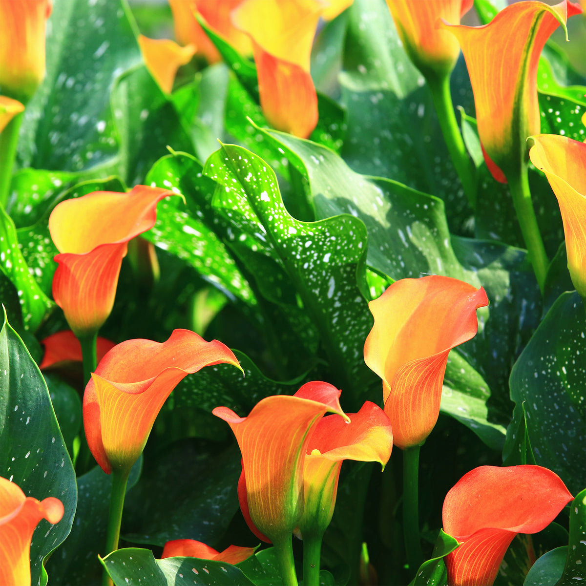 Calla Pfirsich (x2) - Canna Peach Pearl - Willemse
