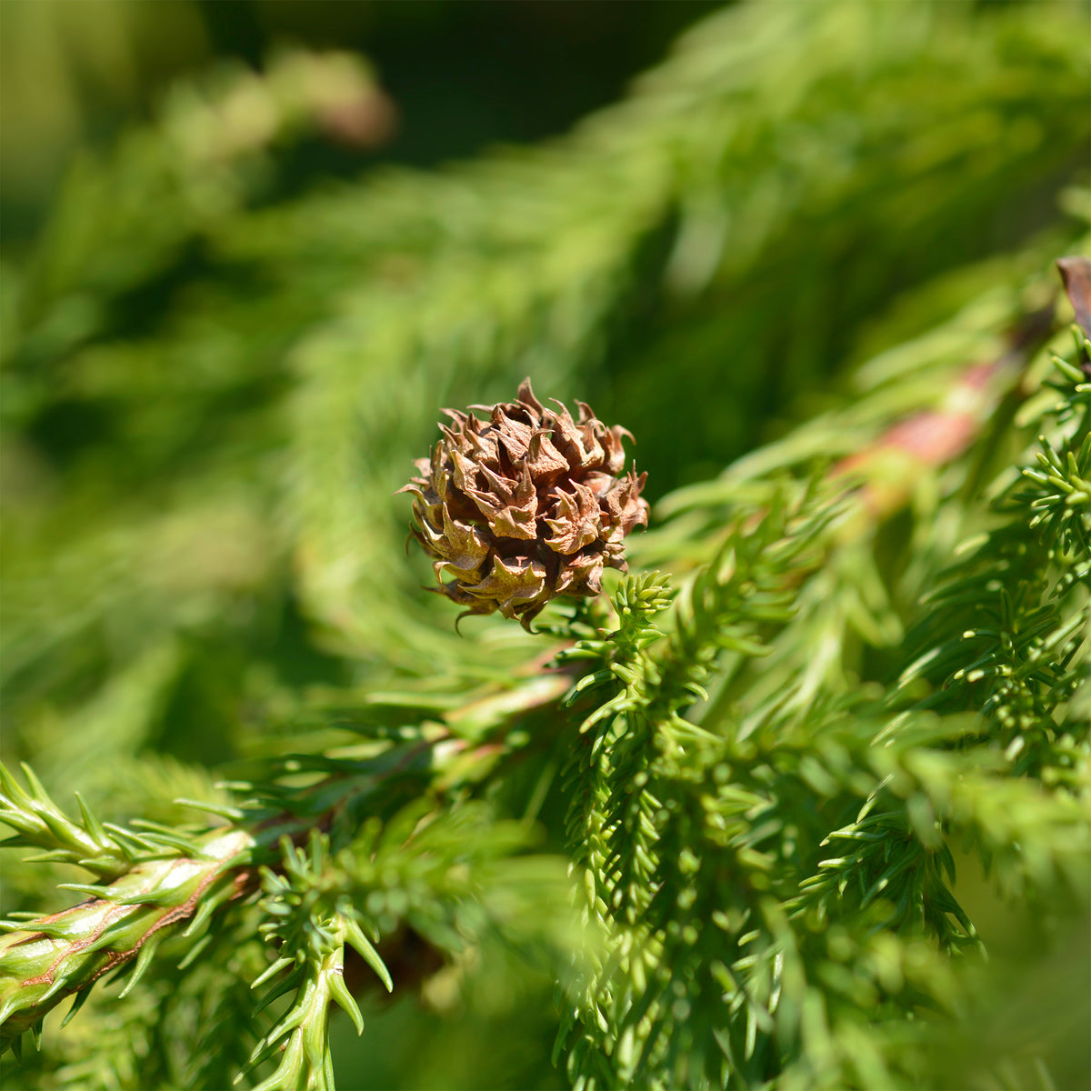 Japanische Sicheltanne - Cryptomeria japonica - Willemse