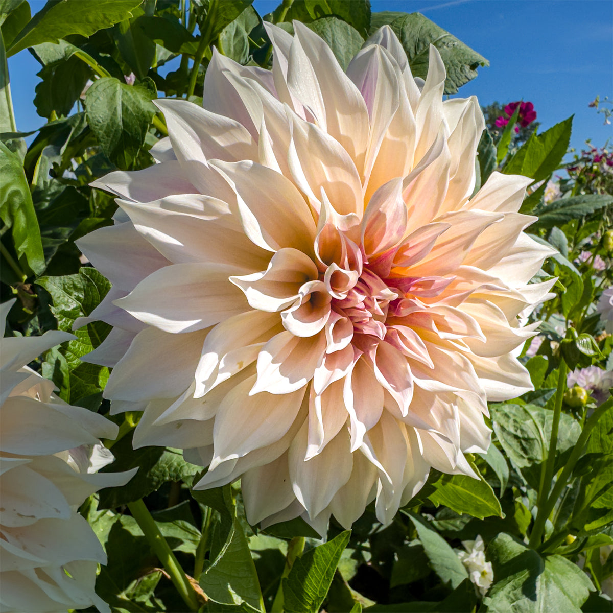 3 Dahlien Café au Lait - Dahlia Café au Lait - Willemse