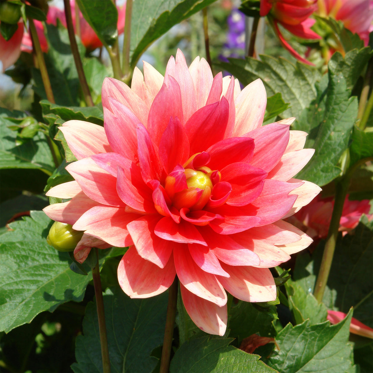 Zwerg-Dekorative Dahlie Berliner Kleene - Dahlia Berliner Kleene - Willemse