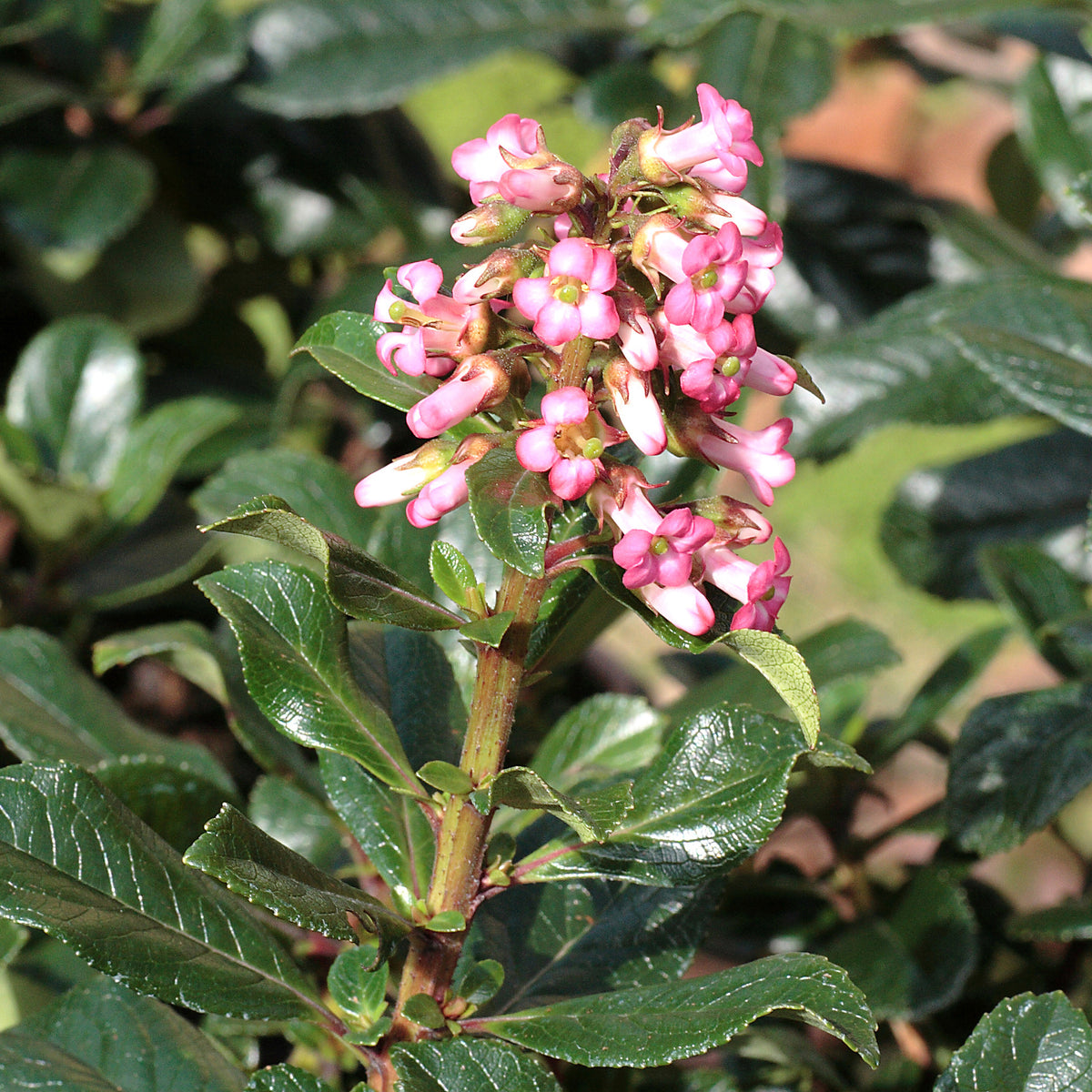 Escallonia Macrantha - Willemse