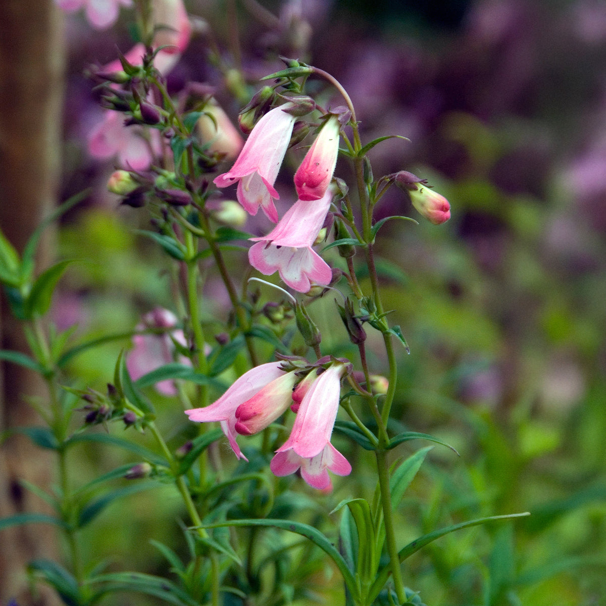 Bartfaden Apple Blossom - Penstemon Apple Blossom - Willemse