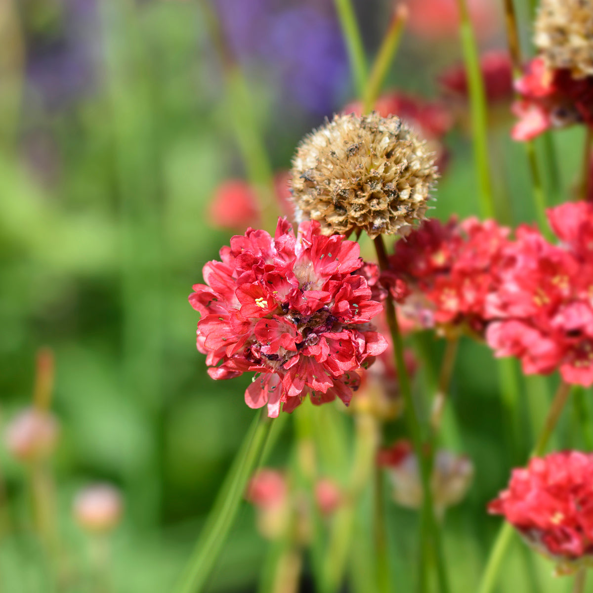 Spanisches Gras Ballerina Rot - Armeria pseudarmeria Ballerina Red - Willemse