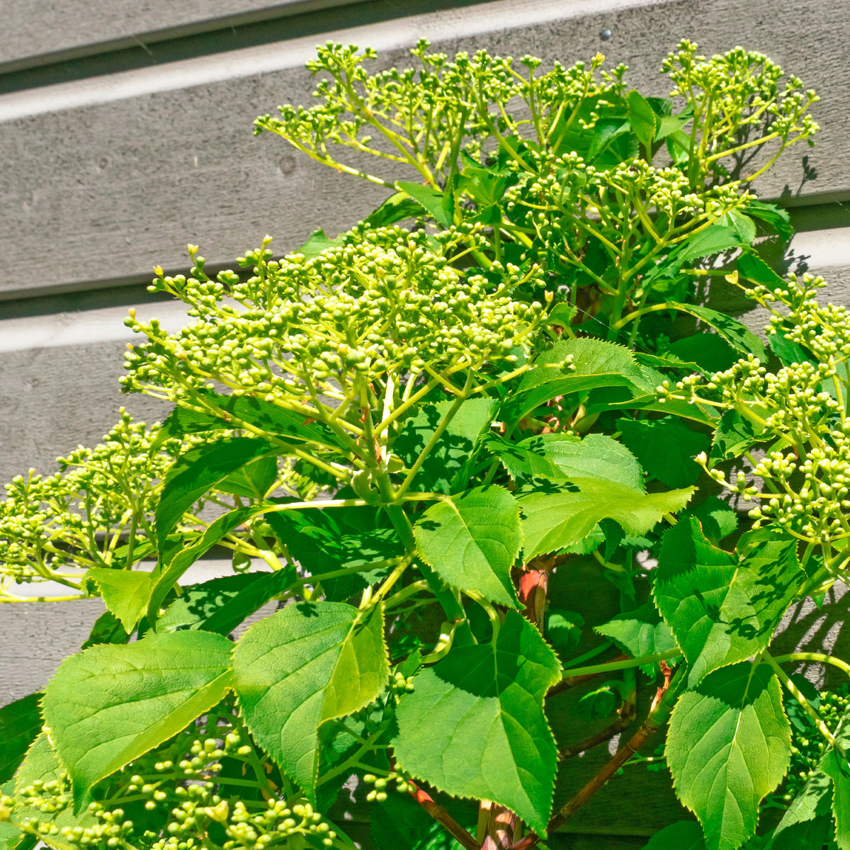 Kletterhortensie Crug Coral - Hydrangea anomala Crug Coral - Willemse