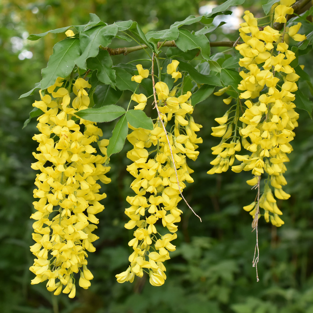 Goldregen - Laburnum anagyroides - Willemse