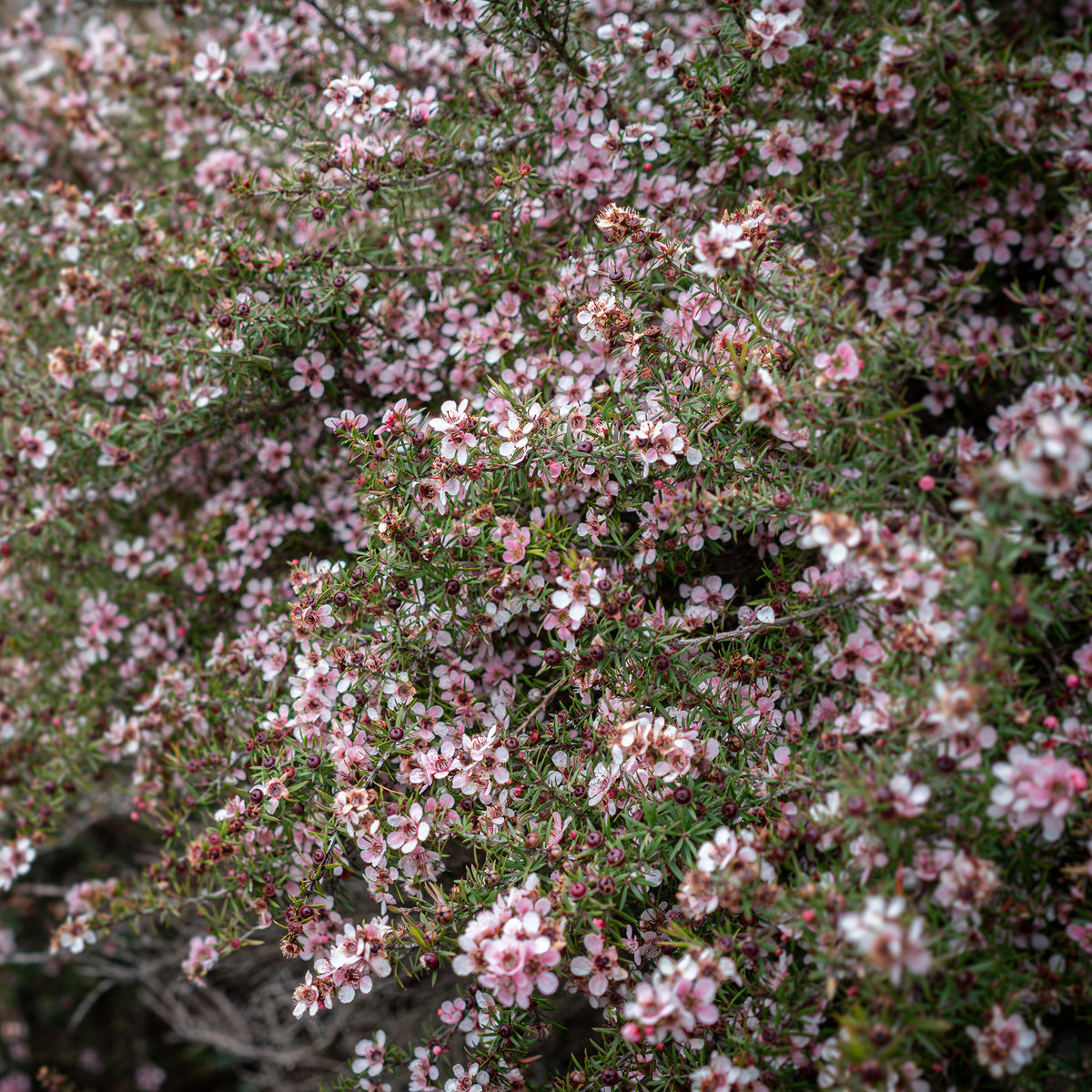 Teebaum Martini - Leptospermum scoparium Martinii - Willemse