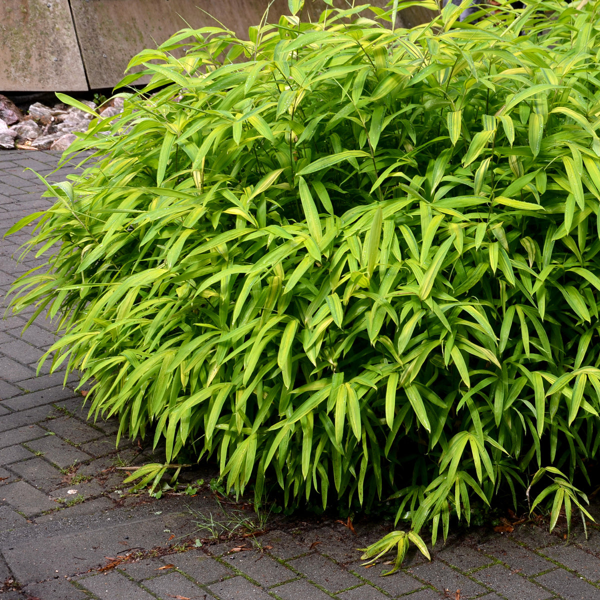 Zwergbambus - Willemse