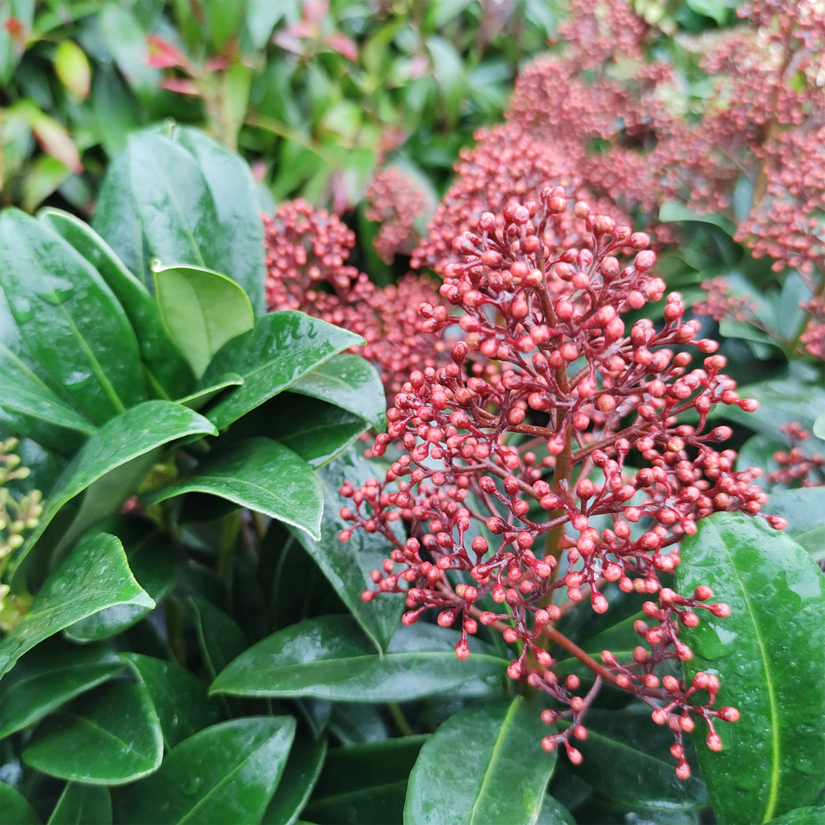 Japanische Skimmia Rubella - Willemse