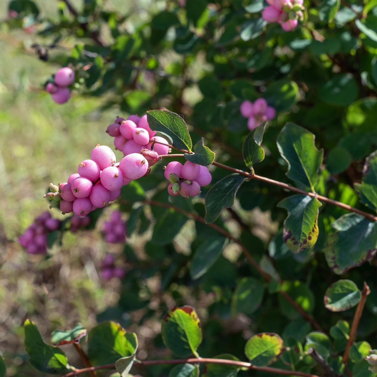 Schneebeere Sofie - Symphoricarpos Sofie - Willemse