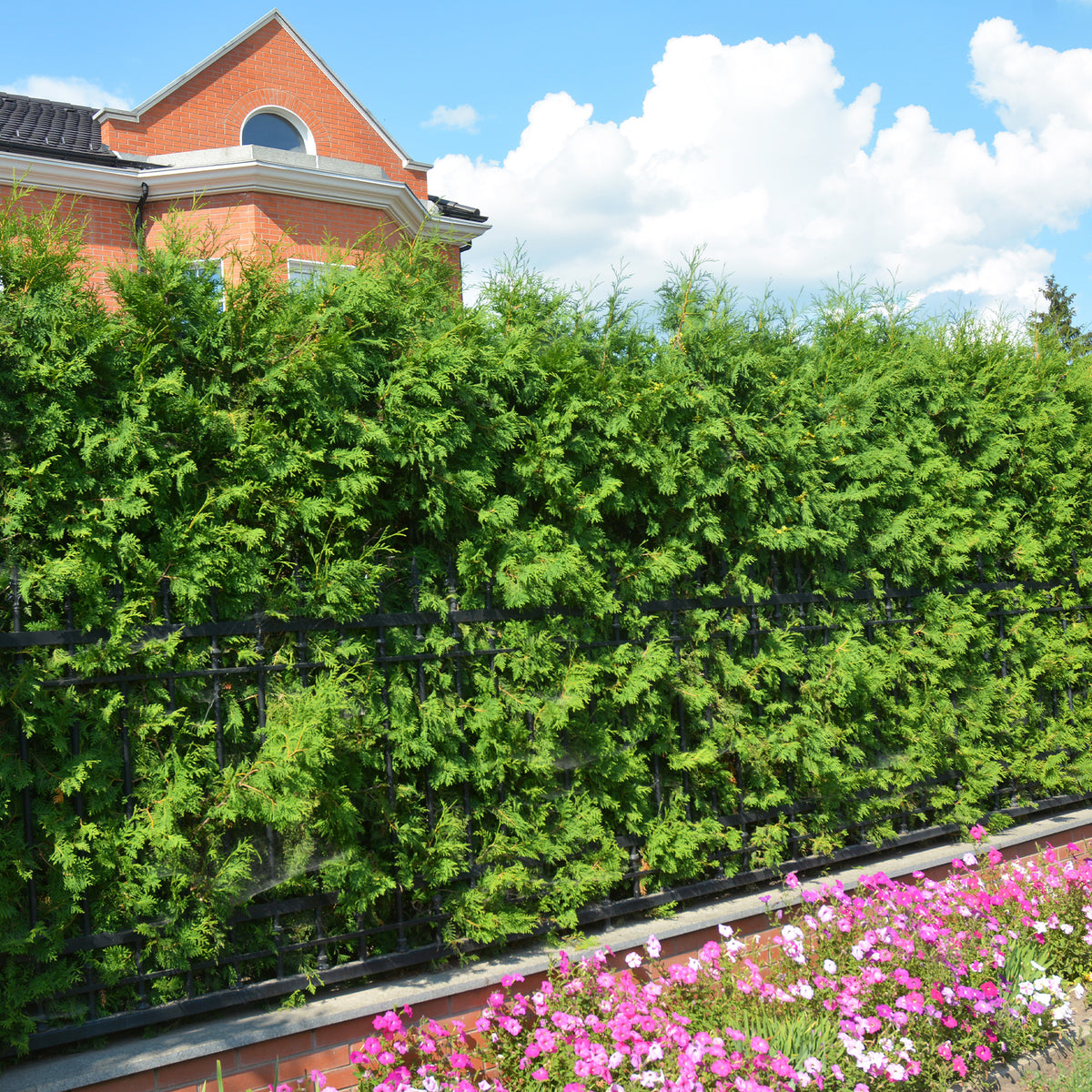 Abendländischer Lebensbaum Brabant - Thuja occidentalis Brabant - Willemse