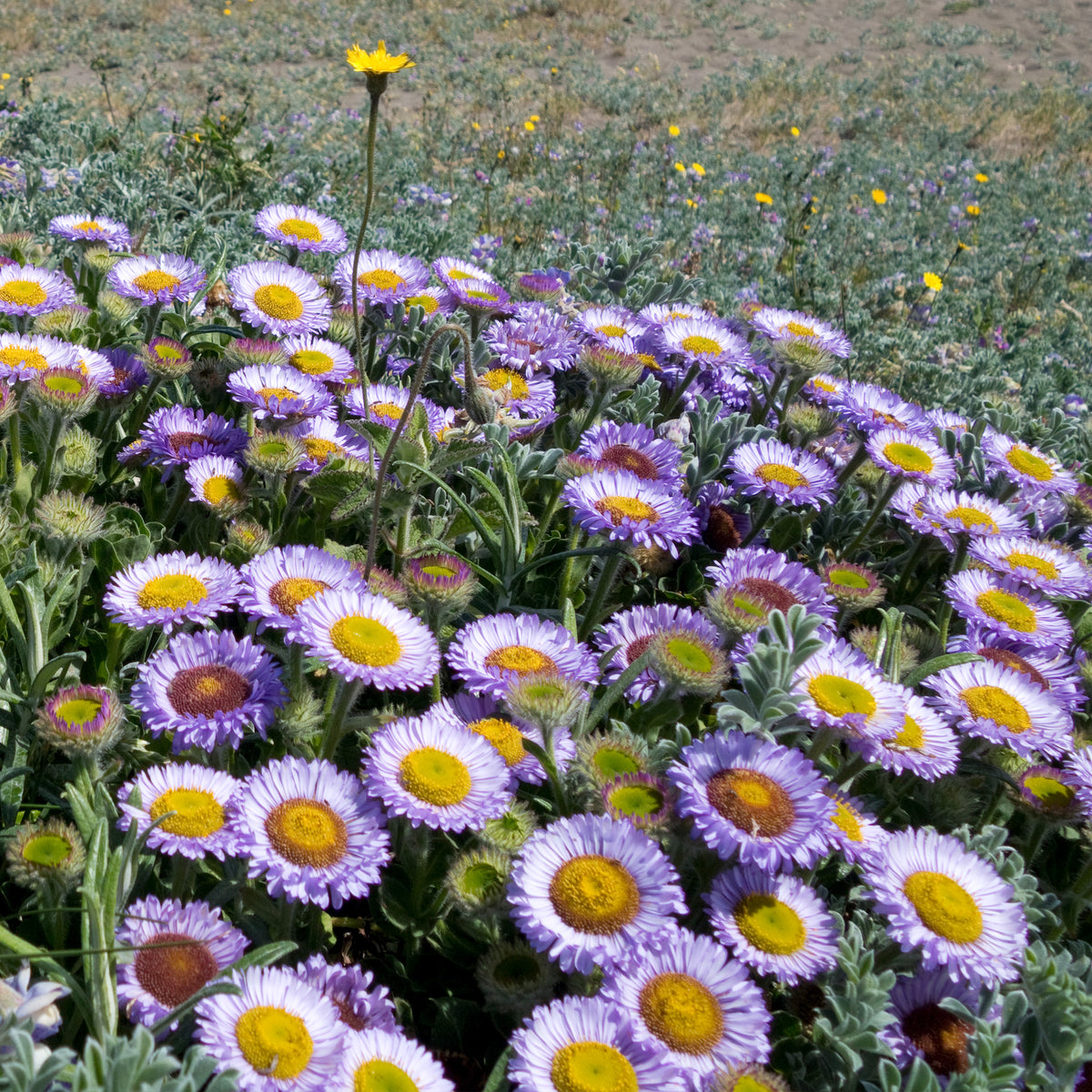 Strand-Berufkraut - Erigeron glaucus - Willemse