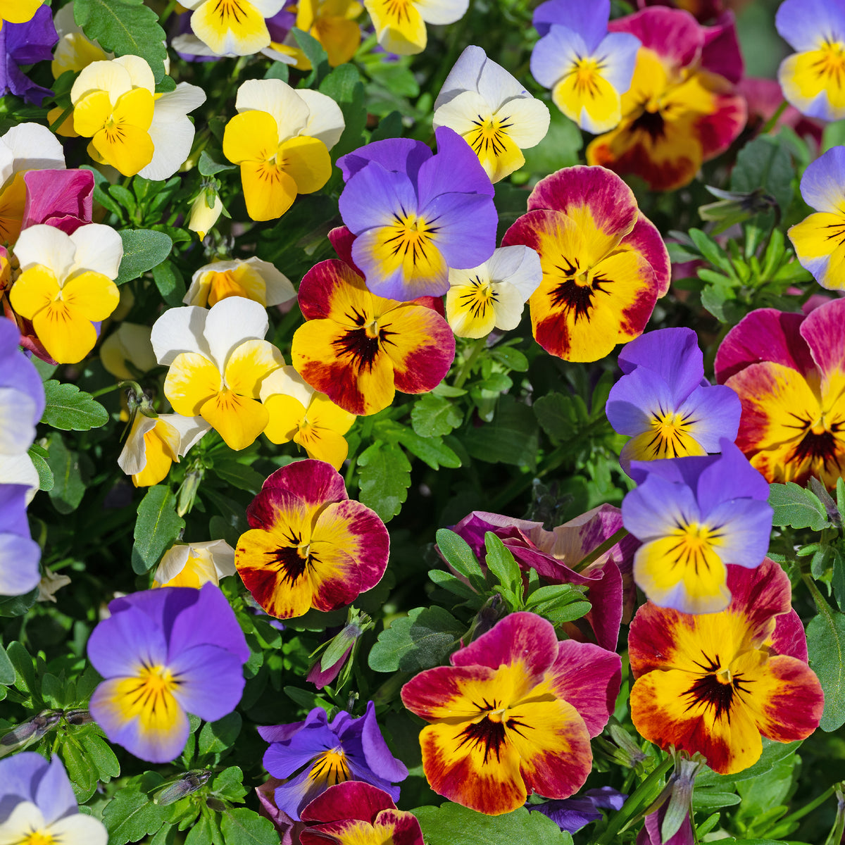 Gehörntes Veilchen - Willemse