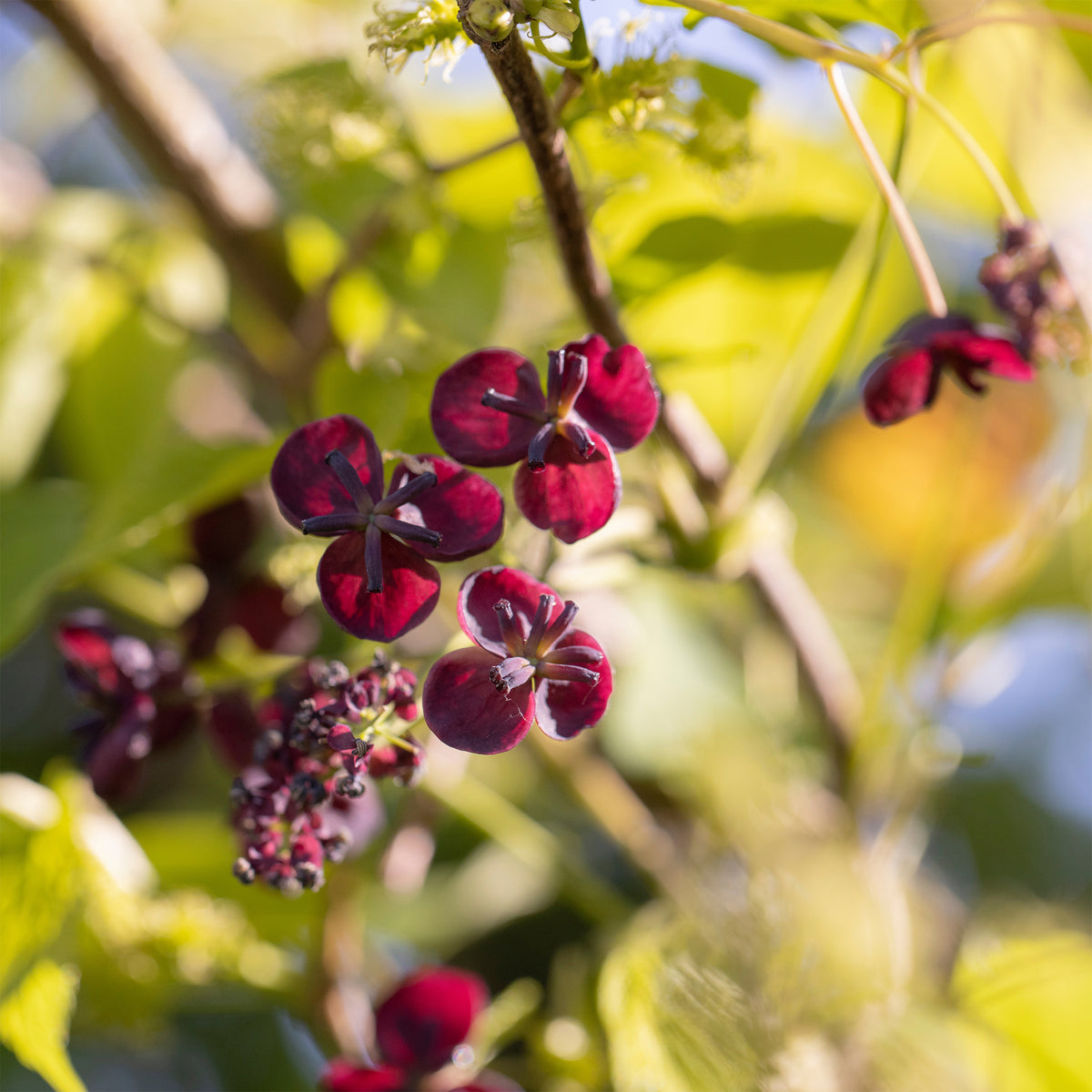 Dreiblättrige Akébia - Willemse