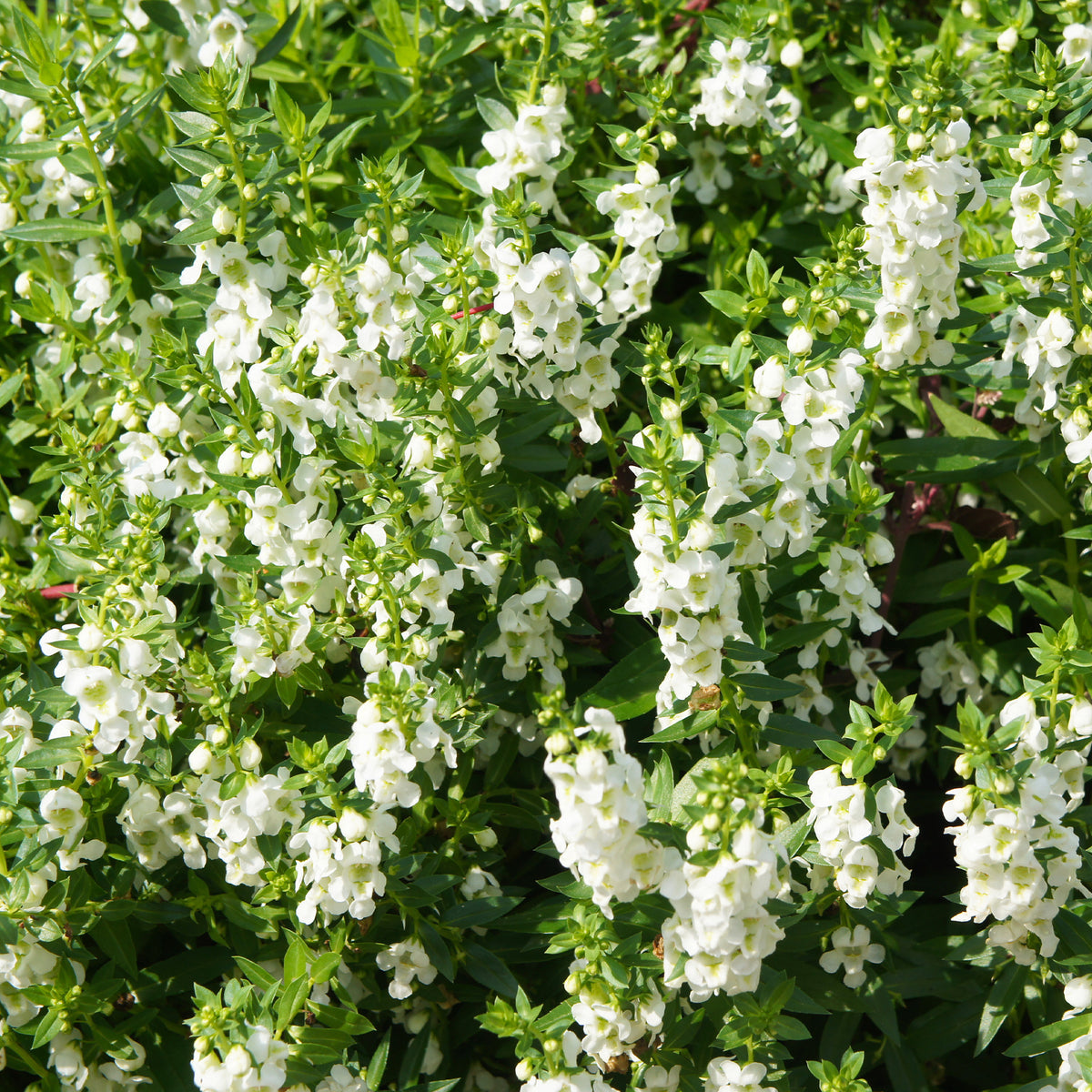 Weiße Angelonia - Willemse