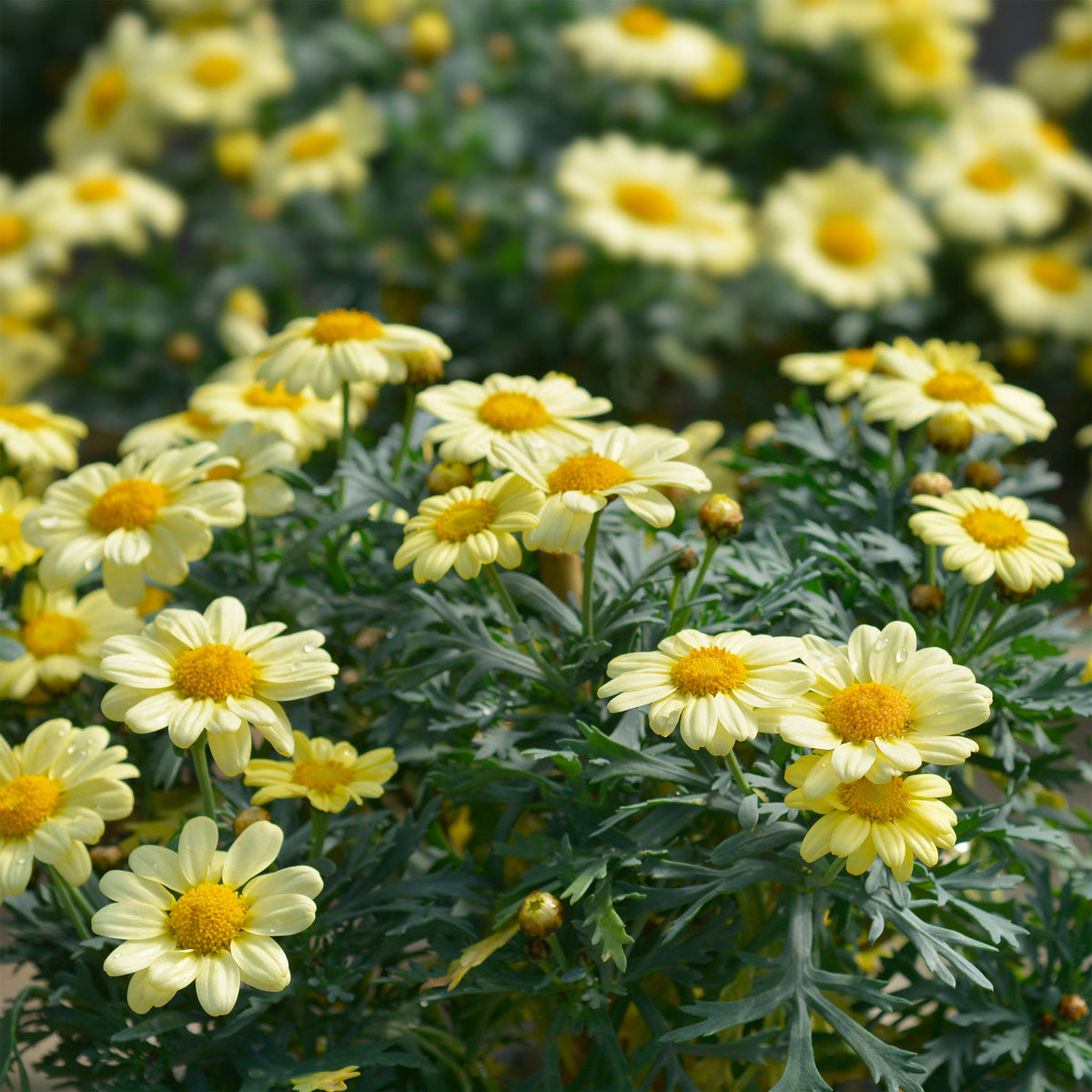 Argyranthemum Grandaisy ® Gold - Willemse