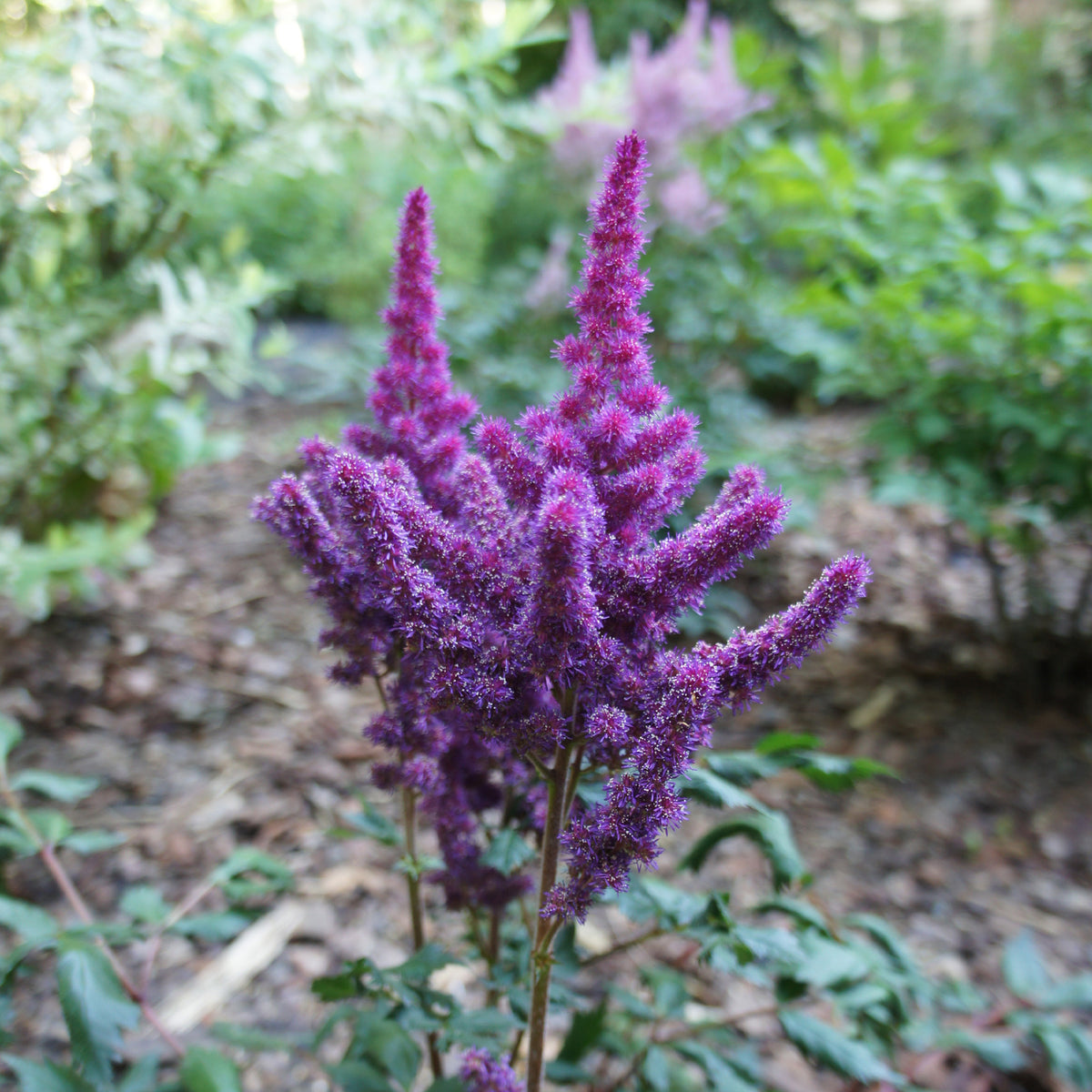 Astilbe Little Visions in Purple®. - Astilbe chinensis Little Vision in Purple ® - Willemse
