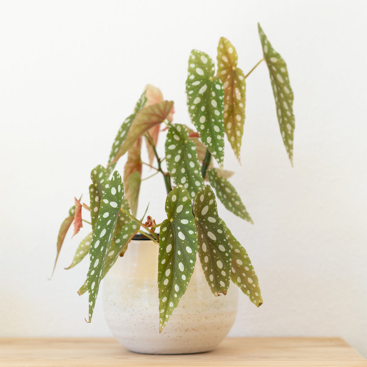 Begonie maculata - Willemse