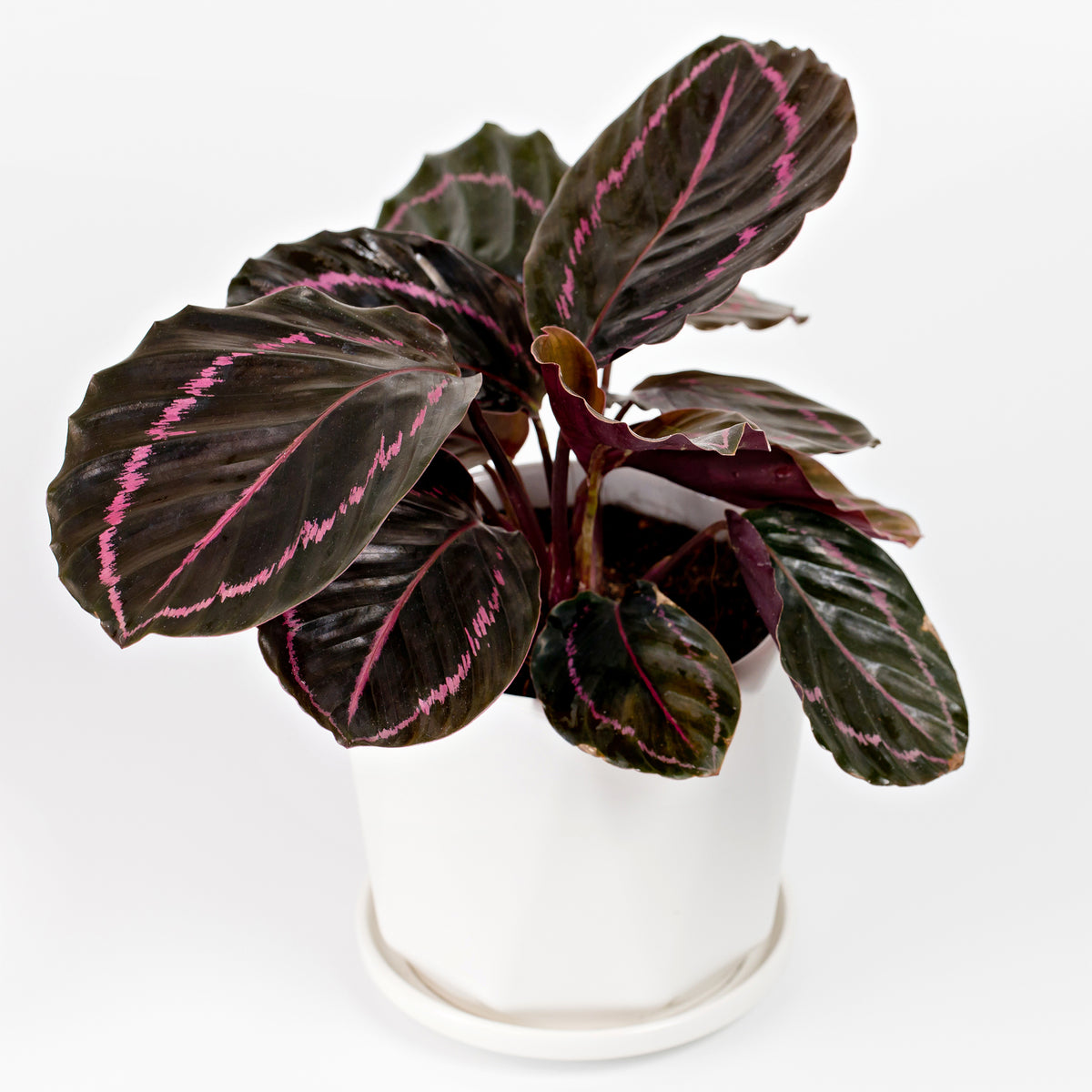 Calathea roseopicta 'Dottie'/Pfauenpflanze - Willemse