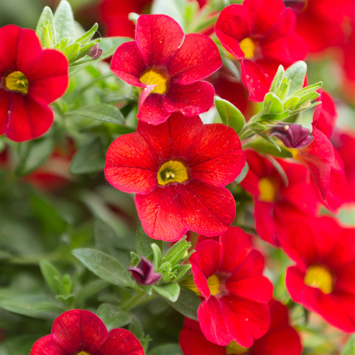 Zauberglöckchen rot - Calibrachoa hybride red - Willemse
