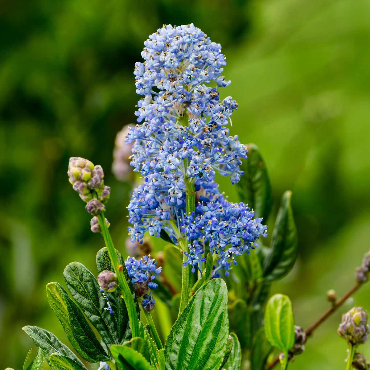 Säckelblume Skylark - Ceanothus thyrsiflorus Skylark - Willemse