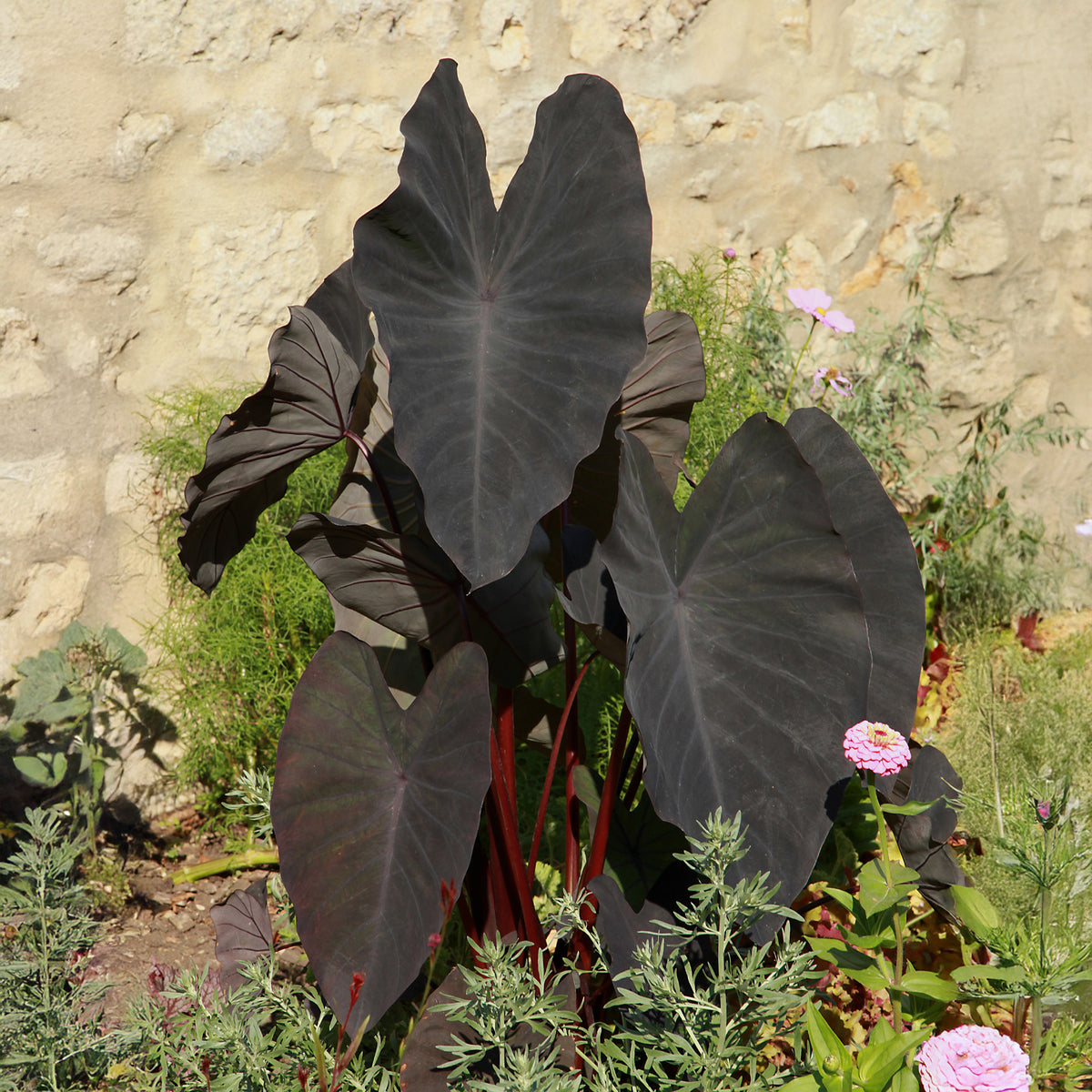 Colocasia rubra Black Magic - Colocasia Black magic - Uferpflanzen