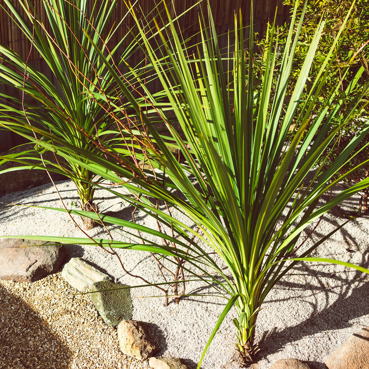 Cordyline australis / Kohlpalme - Willemse