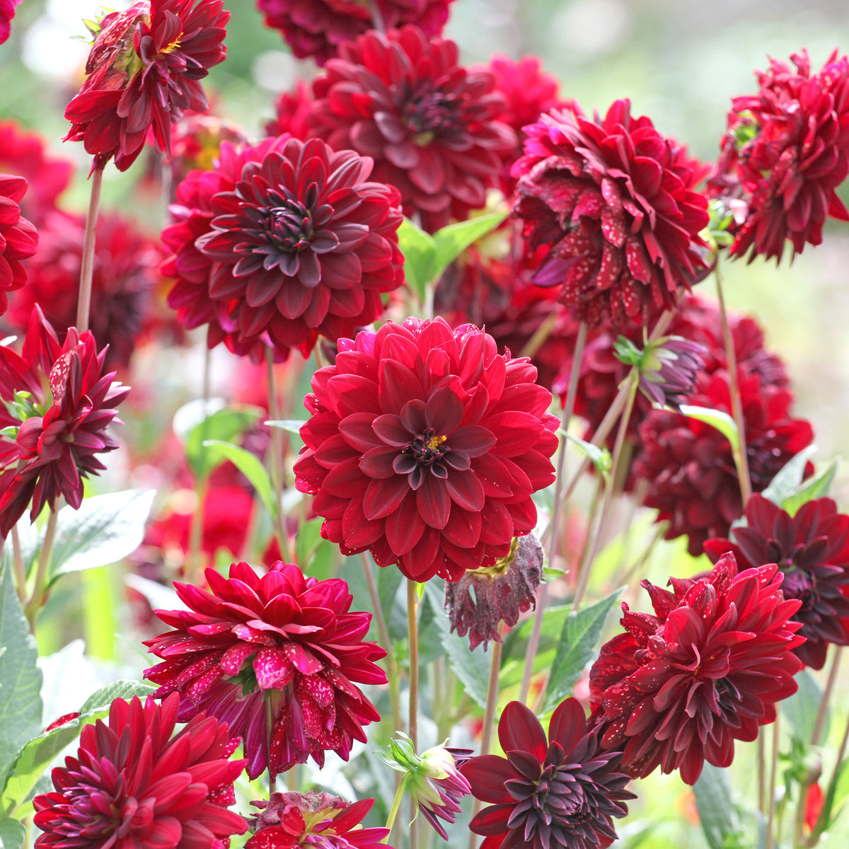 Dekorative Dahlie Arabian Night - Dahlia Arabian Night - Willemse