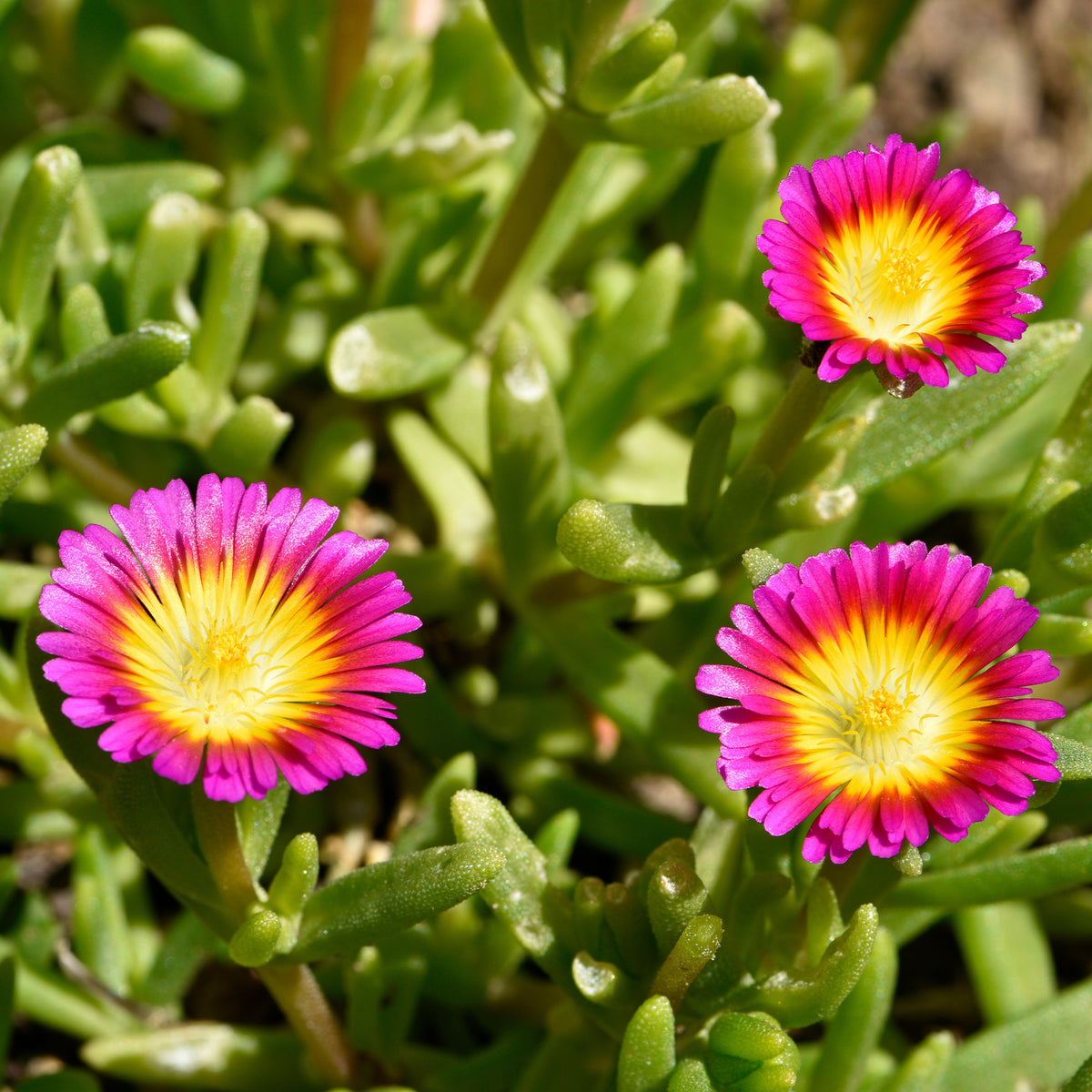 Delosperma HotPink Wonder®. - Delosperma Wheels of Wonder® Hot Pink - Willemse